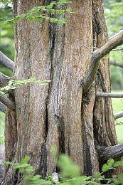 外媒报道冯骥TGA小作文 称其“批评＆怀疑”TGA大奖